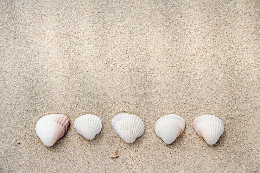 Sea shells on sand