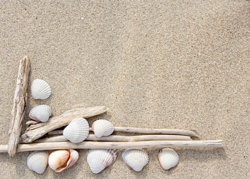 Sea shells and wood on sand