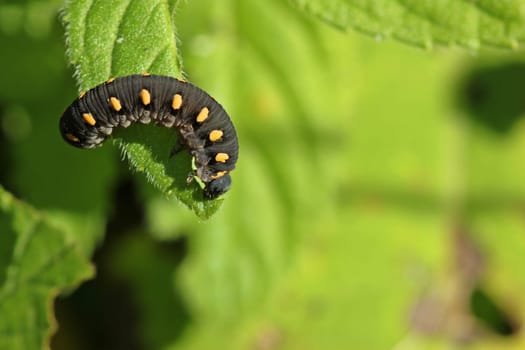 Larva of the leaf wasp Tenthredo marginella on mint