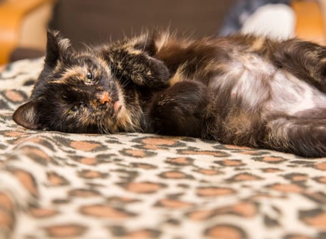 resting cat lying on the couch
