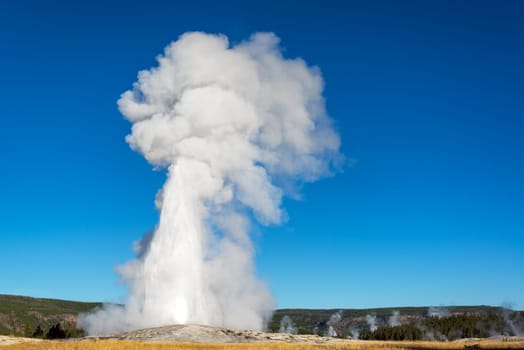 View of Old Faithful erupting with a beautiful deep blue sky in Yellowstone National Park