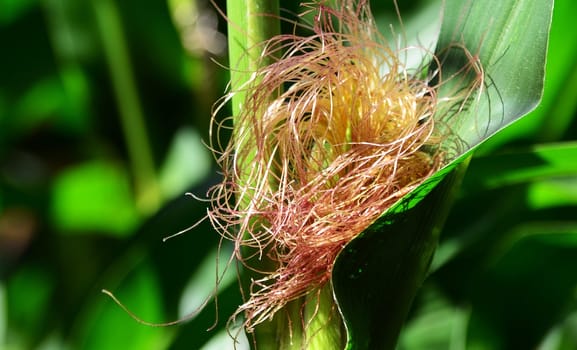Corn cob tufts