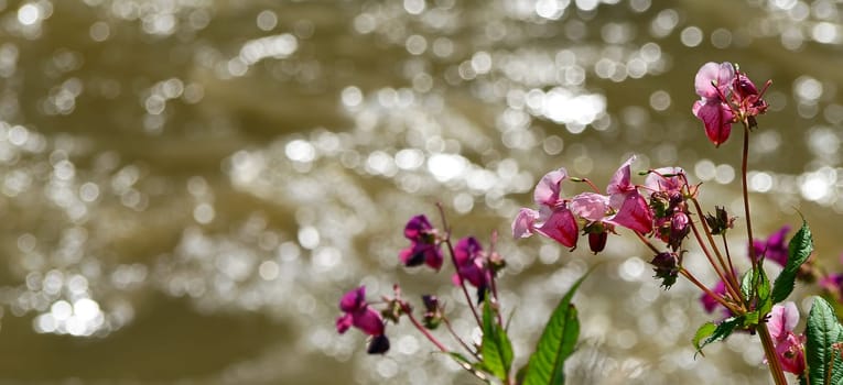Flowers on the riverbank