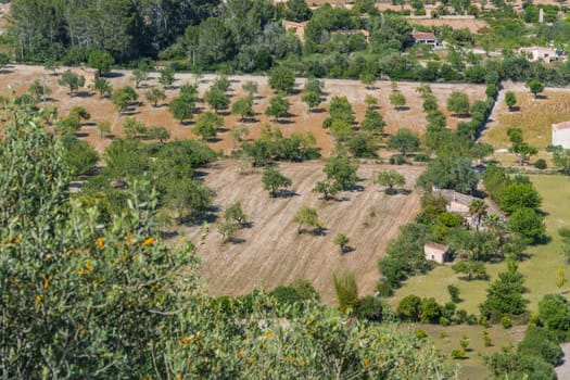 Agricultural land with olive grove in Mallorca,Spain.