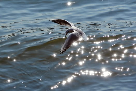 gull