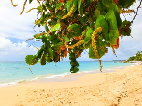 The Caribbean tropical beach. View through the branches of a blossoming tree