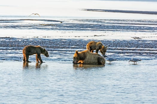 Mother Bear and Cubs on a Tidal Flat in Hallo Bay in Katmai National Park in Alaska