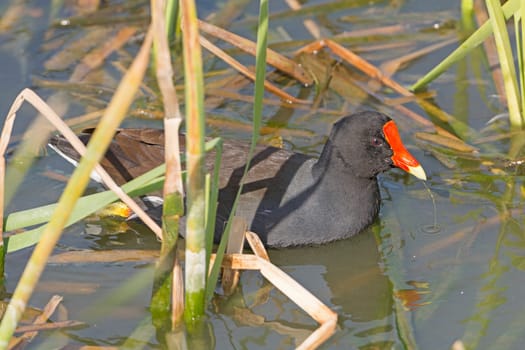 Common Gallinule in a wetland pond near Port Aransas, Texas