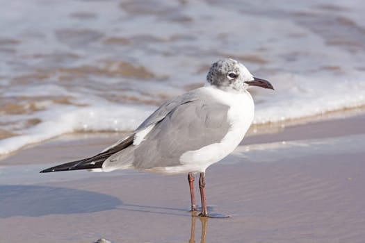 Immature Laughing Gull on the Shore of Boca Chica State Park on the Gulf Coast of Texas