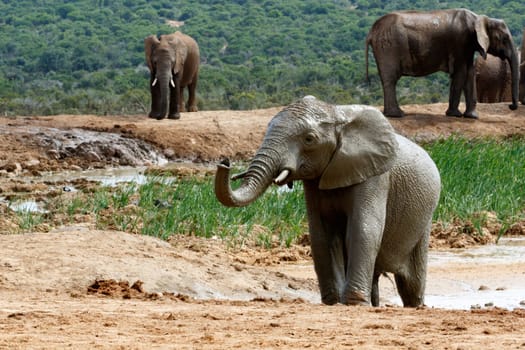 The Addo Elephant National Park is a diverse wildlife conservation park situated close to Port Elizabeth in South Africa