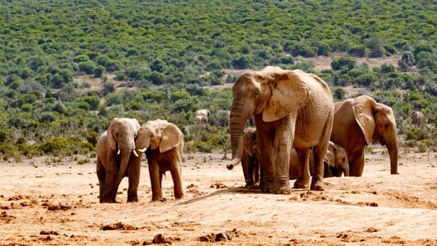 The Addo Elephant National Park is a diverse wildlife conservation park situated close to Port Elizabeth in South Africa