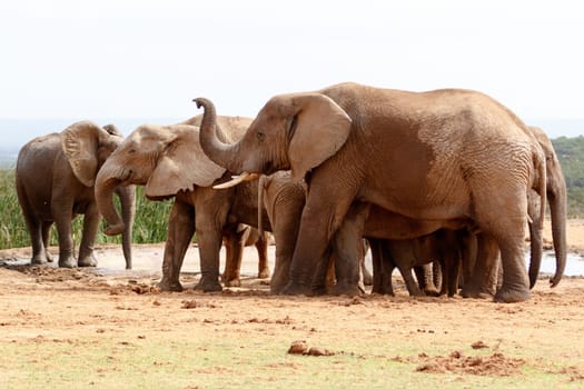 The Addo Elephant National Park is a diverse wildlife conservation park situated close to Port Elizabeth in South Africa
