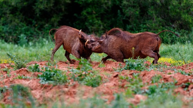 Addo Elephant National Park is a diverse wildlife conservation park situated close to Port Elizabeth in South Africa and is one of the country's 19 national parks.