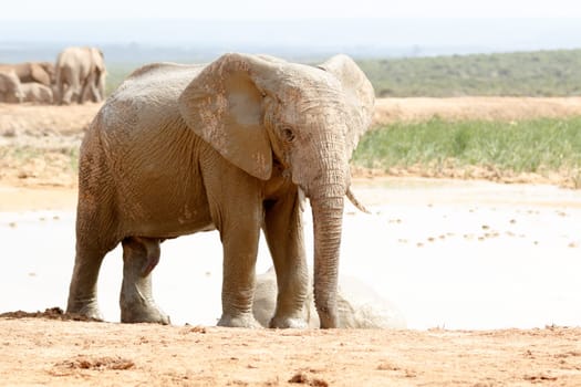 The Addo Elephant National Park is a diverse wildlife conservation park situated close to Port Elizabeth in South Africa