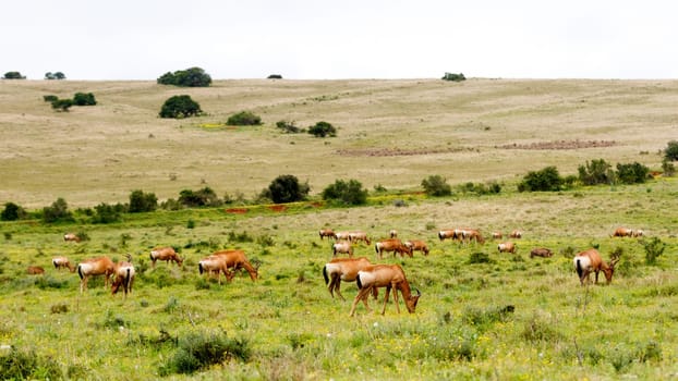 Addo Elephant National Park is a diverse wildlife conservation park situated close to Port Elizabeth in South Africa and is one of the country's 19 national parks.