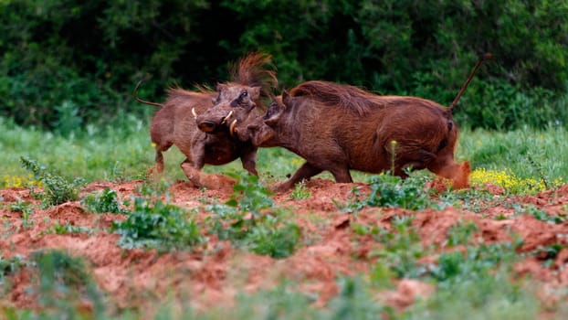 Addo Elephant National Park is a diverse wildlife conservation park situated close to Port Elizabeth in South Africa and is one of the country's 19 national parks.