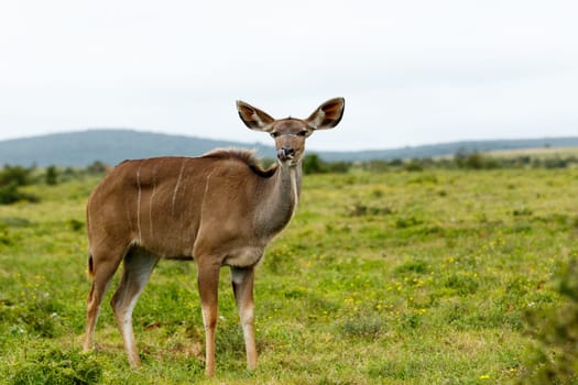 Addo Elephant National Park is a diverse wildlife conservation park situated close to Port Elizabeth in South Africa and is one of the country's 19 national parks.