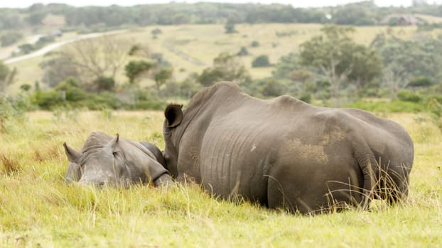 Kragga Kamma Game Park in Port Elizabeth lush coastal forest and grassland is home to vast herds of African game.