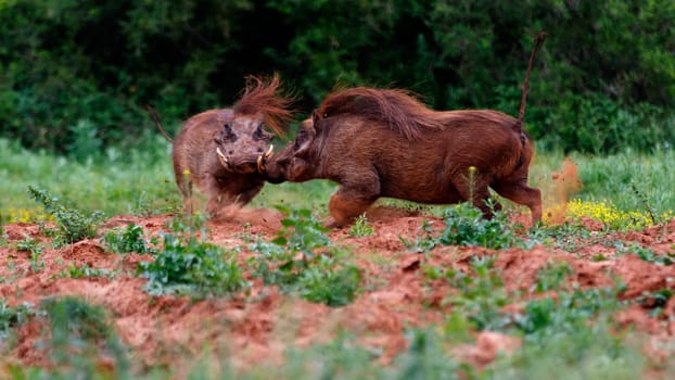Addo Elephant National Park is a diverse wildlife conservation park situated close to Port Elizabeth in South Africa and is one of the country's 19 national parks.