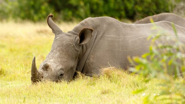 Kragga Kamma Game Park in Port Elizabeth lush coastal forest and grassland is home to vast herds of African game.