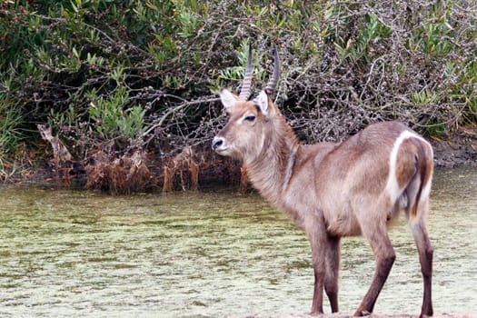 Kragga Kamma Game Park in Port Elizabeth lush coastal forest and grassland is home to vast herds of African game.