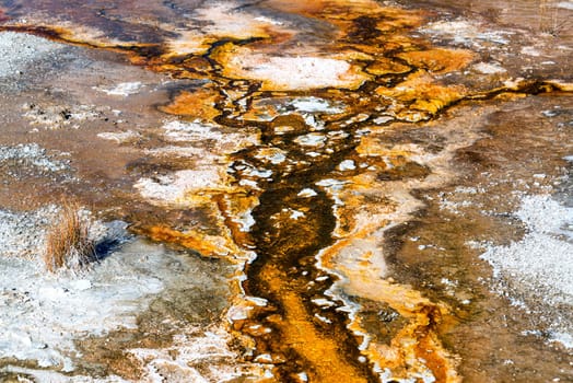 Bacteria mat growth in the Upper Geyser Basin at Yellowstone National Park