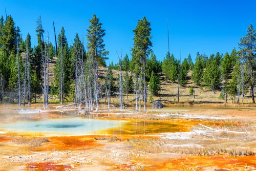 Colorful landscape in the Upper Geyser Basin in Yellowstone National Park