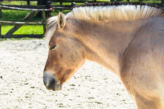 Little white horse,pony on a paddock..