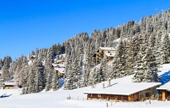 Snow-covered spruces. Switzerland,winter landscape.