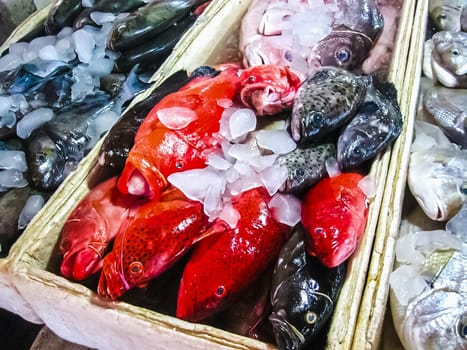 Fresh Red Snappers with ice at Bali, Indonesia.