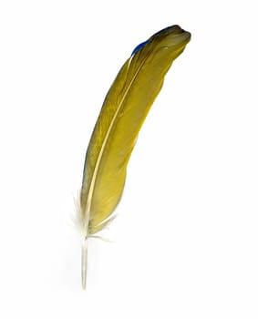 A single feather of a parrot - The blue-yellow feather of a yellow-breasted stara