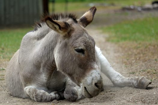 a grey Donkey lying on the ground