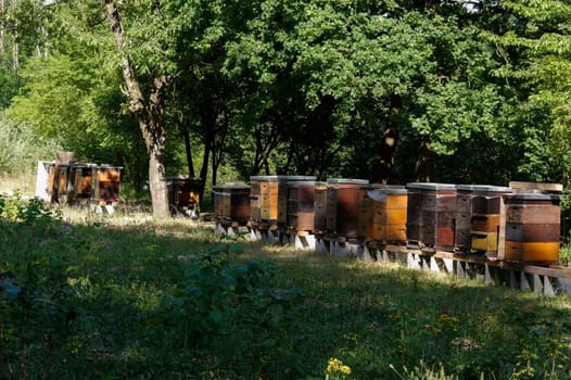 Row of wooden beehives with trees in the background