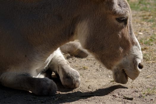 a grey Donkey lying on the ground