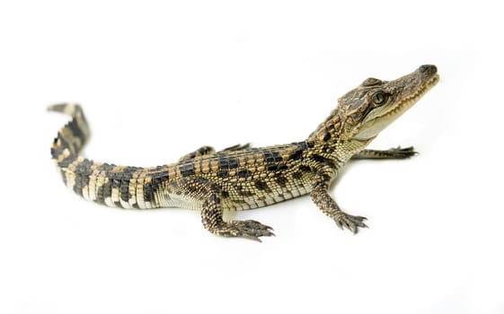 young siamese crocodile isolated on white background