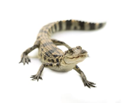 young siamese crocodile isolated on white background