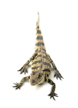 young siamese crocodile isolated on white background