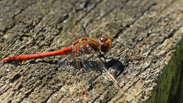 Large heather dragonfly (Sympetrum striolatum) on wooden pole