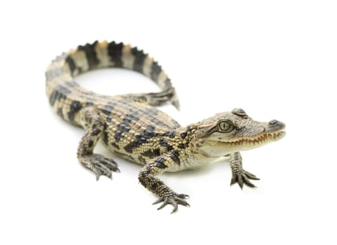 young siamese crocodile isolated on white background