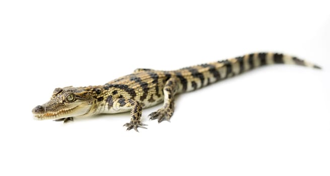 young siamese crocodile isolated on white background