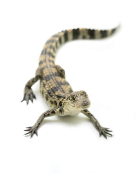 young siamese crocodile isolated on white background