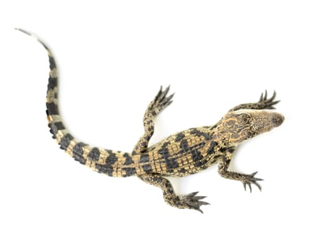 young siamese crocodile isolated on white background