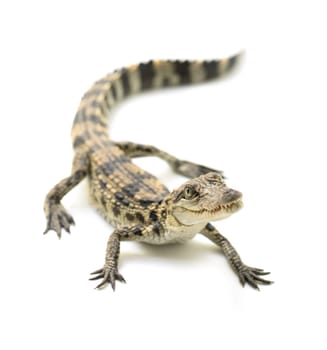 young siamese crocodile isolated on white background