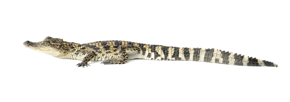 young siamese crocodile isolated on white background