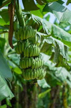Green banana bunch on the banana plantation