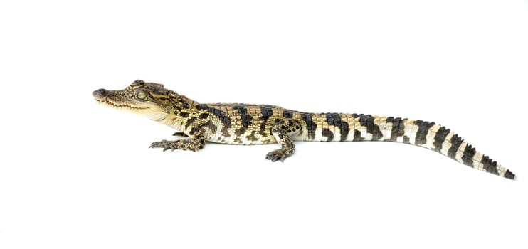 young siamese crocodile isolated on white background