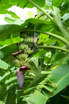 Green banana bunch on the banana plantation