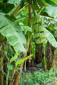 Green banana bunch on the banana plantation