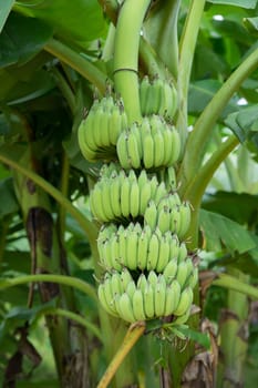 Green banana bunch on the banana plantation