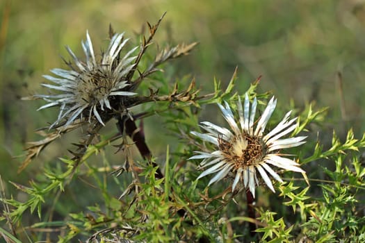 Krausleaf Silver Thistle (Carlina acaulis ssp. caulescens)
